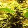 купить семена сортовой конопли Auto Big Devil feminised купить семена сортовой конопли Auto Big Devil feminised