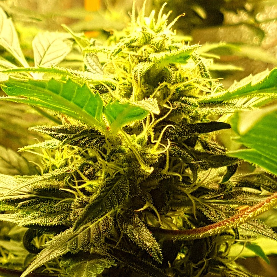 купить семена сортовой конопли Auto Big Devil feminised купить семена сортовой конопли Auto Big Devil feminised