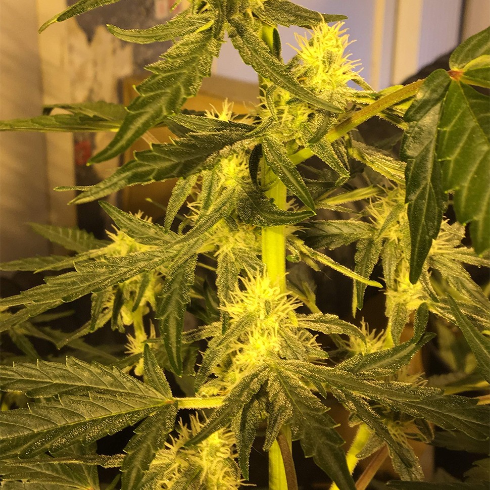 конопля семена сорта заказать Auto Big Devil feminised Ganja Seeds конопля семена сорта заказать Auto Big Devil feminised Ganja Seeds