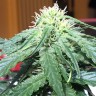 семена конопли курьером Auto Big Devil feminised Ganja Seeds семена конопли курьером Auto Big Devil feminised Ganja Seeds