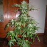 заказ семян конопли Алма-Ата Auto Big Devil feminised Ganja Seeds заказ семян конопли Алма-Ата Auto Big Devil feminised Ganja Seeds
