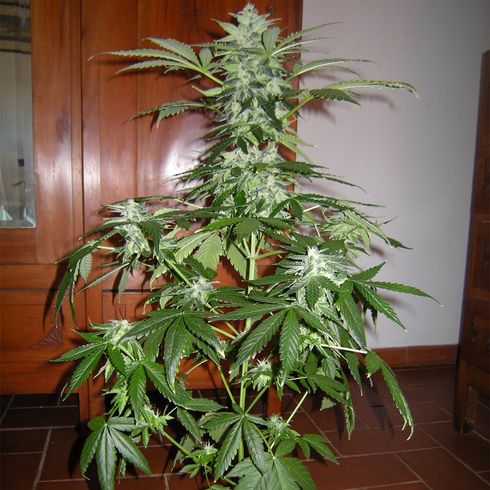 заказ семян конопли Алма-Ата Auto Big Devil feminised Ganja Seeds заказ семян конопли Алма-Ата Auto Big Devil feminised Ganja Seeds