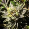 семена конопли для курения Bubbleberry regular Ganja Seeds семена конопли для курения Bubbleberry regular Ganja Seeds