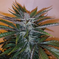 White russian x White widow (Russian Widow) regular Ganja Seeds