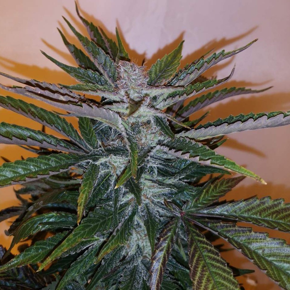 Семена White russian x White widow (Russian Widow) regular Ganja Seeds
