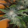 конопля семена сорта заказать White russian x White widow (Russian Widow) reg конопля семена сорта заказать White russian x White widow (Russian Widow) reg