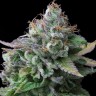 Семена White russian x White widow (Russian Widow) regular Ganja Seeds Семена White russian x White widow (Russian Widow) regular Ganja Seeds