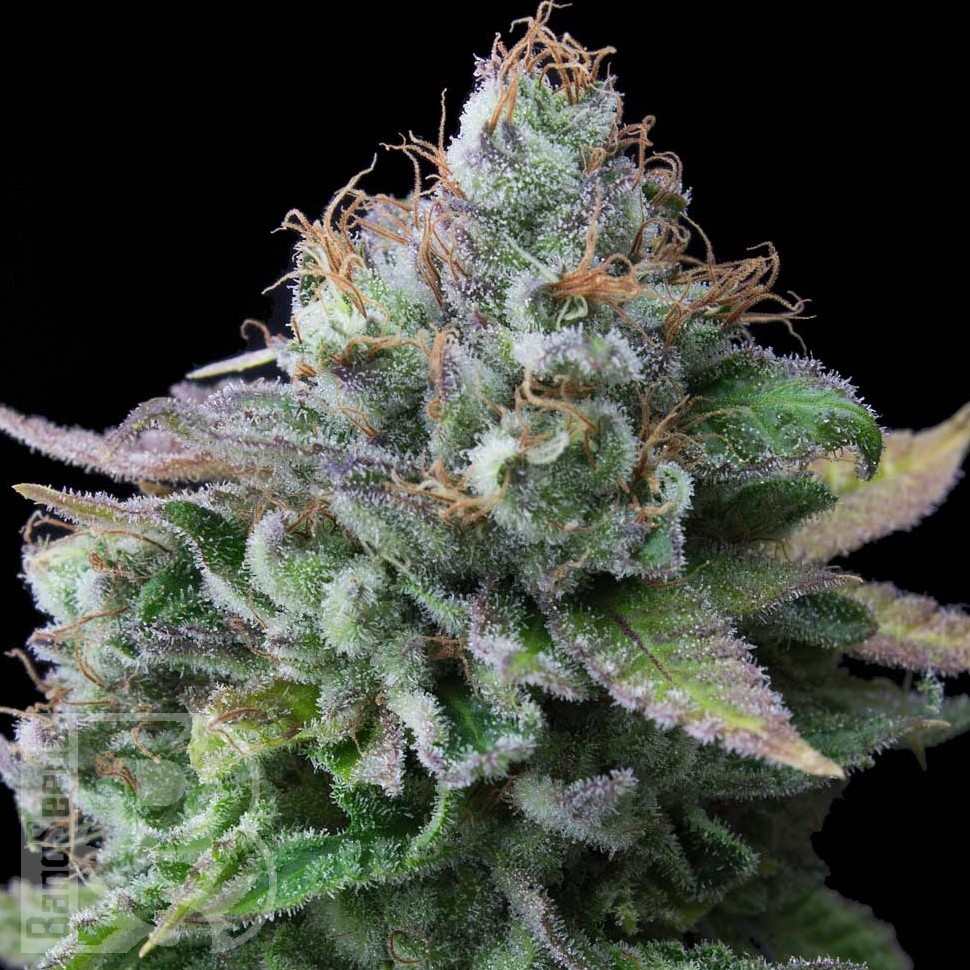 Семена White russian x White widow (Russian Widow) regular Ganja Seeds Семена White russian x White widow (Russian Widow) regular Ganja Seeds