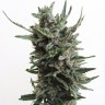 Семена White russian x White widow (Russian Widow) regular Ganja Seeds Семена White russian x White widow (Russian Widow) regular Ganja Seeds