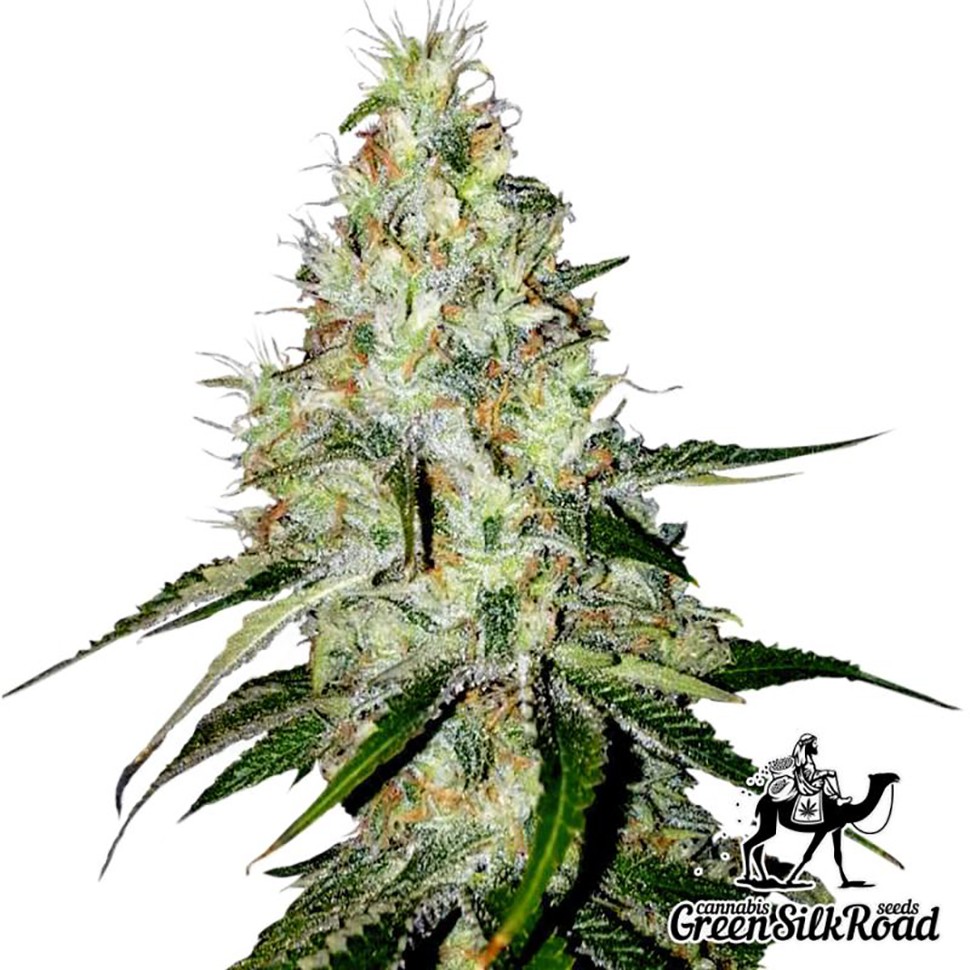 Семена каннабиса  Auto White Widow feminised Green Silk Road Seeds