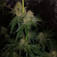 Auto OG Kush feminised Victory Seeds