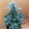 Семена марихуаны Auto Big Bang feminised Ganja Seeds Семена марихуаны Auto Big Bang feminised Ganja Seeds