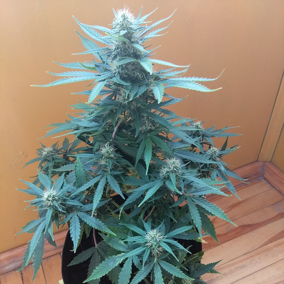 Семена марихуаны Auto Big Bang feminised Ganja Seeds Семена марихуаны Auto Big Bang feminised Ganja Seeds