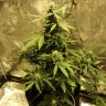 Недорогие семена марихуаны Auto Big Bang feminised Ganja Seeds Недорогие семена марихуаны Auto Big Bang feminised Ganja Seeds