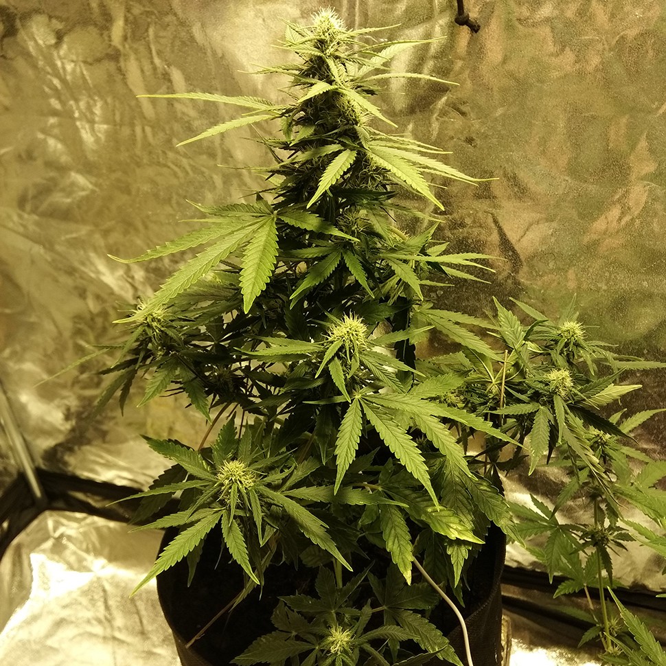 Недорогие семена марихуаны Auto Big Bang feminised Ganja Seeds Недорогие семена марихуаны Auto Big Bang feminised Ganja Seeds