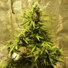 Качественные семена марихуаны Auto Big Bang feminised Ganja Seeds Качественные семена марихуаны Auto Big Bang feminised Ganja Seeds