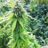Семена конопли Auto Big Bang feminised Ganja Seeds Семена конопли Auto Big Bang feminised Ganja Seeds