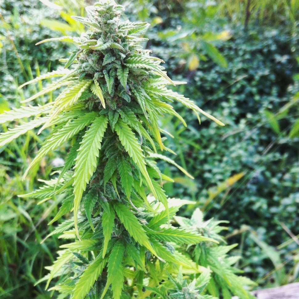 Семена марихуаны Auto Big Bang feminised Ganja Seeds
