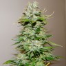 Big Bang feminised Ganja Seeds купить Big Bang feminised Ganja Seeds купить