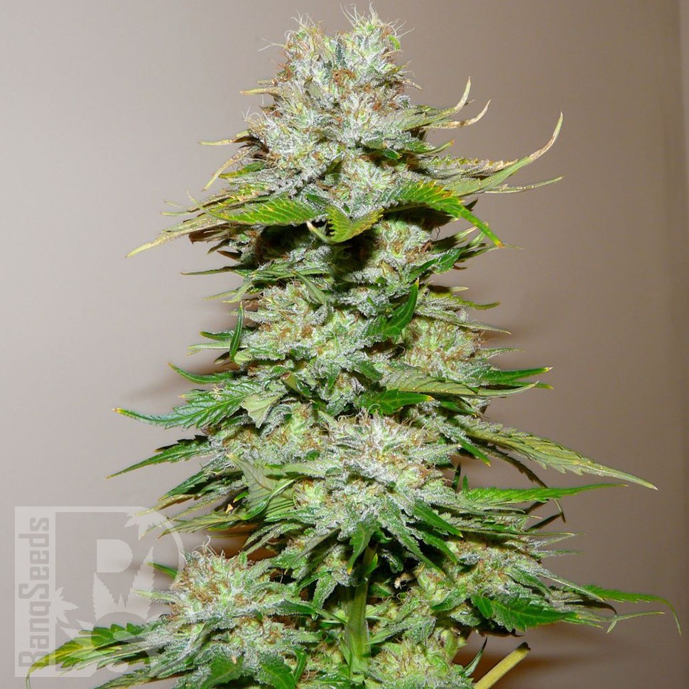 Семена каннабиса Big Bang feminised Ganja Seeds