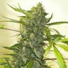 Big Bang feminised Ganja Seeds заказать Big Bang feminised Ganja Seeds заказать