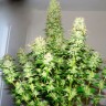 Big Bang feminised Ganja Seeds оптом Big Bang feminised Ganja Seeds оптом