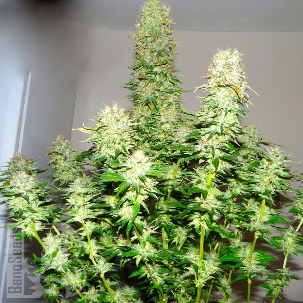 Big Bang feminised Ganja Seeds оптом Big Bang feminised Ganja Seeds оптом