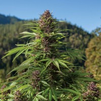 Northern Soul feminised Ganja Seeds