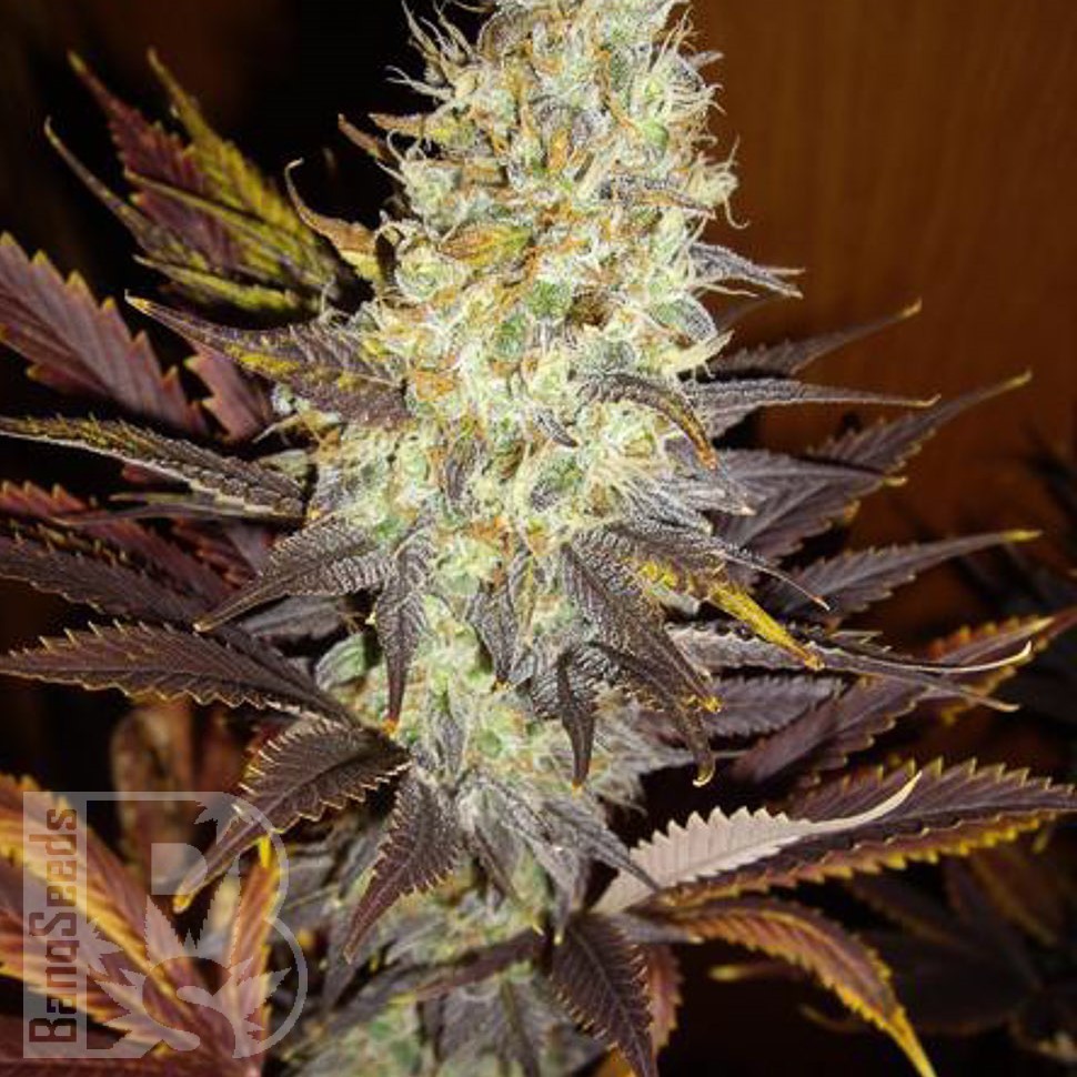 Семена марихуаны Northern Soul feminised Ganja Seeds Семена марихуаны Northern Soul feminised Ganja Seeds