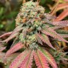 Семена марихуаны Northern Soul feminised Ganja Seeds Семена марихуаны Northern Soul feminised Ganja Seeds