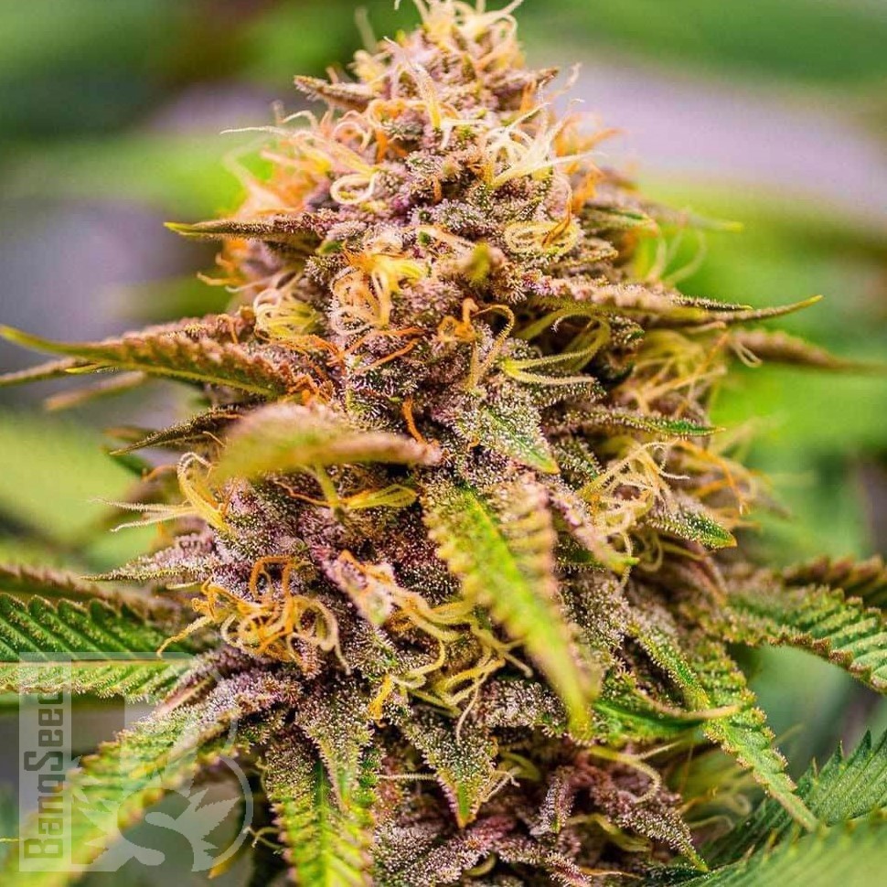 Семена марихуаны Northern Soul feminised Ganja Seeds Семена марихуаны Northern Soul feminised Ganja Seeds