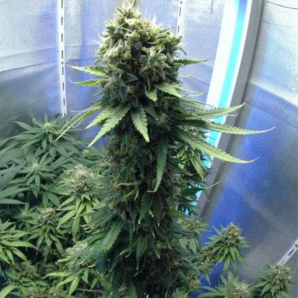 купить семена конопли недорого New York Diesel feminised