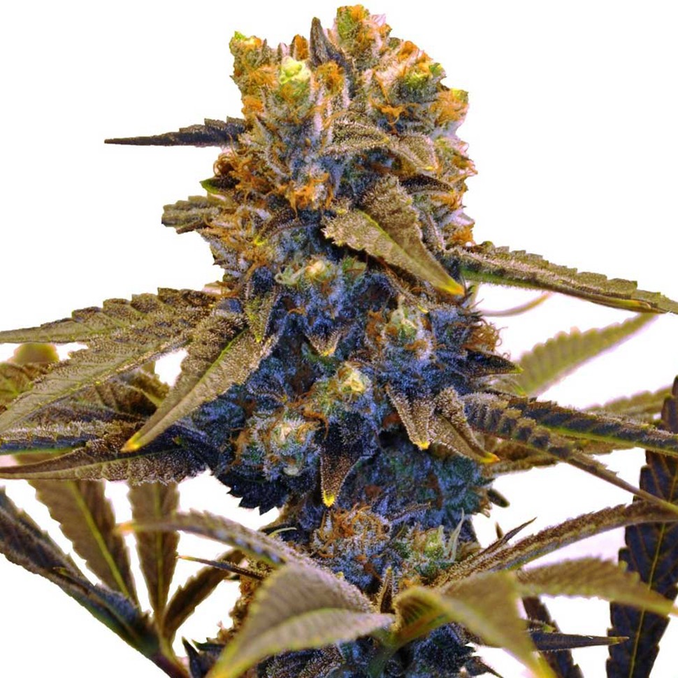 заказать семена конопли New York Diesel feminised заказать семена конопли New York Diesel feminised