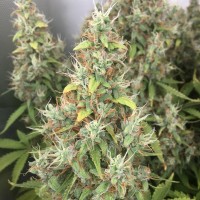 New York Diesel regular Ganja Seeds