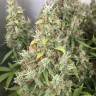 семена конопли марихуаны New York Diesel regular Ganja Seeds
