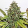 семена конопли в интернете New York Diesel regular Ganja Seeds семена конопли в интернете New York Diesel regular Ganja Seeds