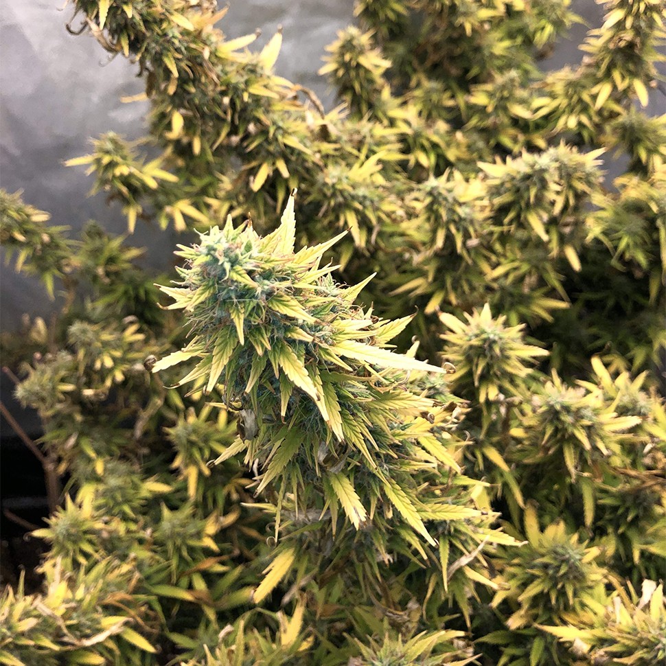 Семена Auto Big Bud XXL feminised Ganja Seeds