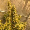 качественные семена конопли Auto Big Bud XXL feminised Ganja Seeds качественные семена конопли Auto Big Bud XXL feminised Ganja Seeds