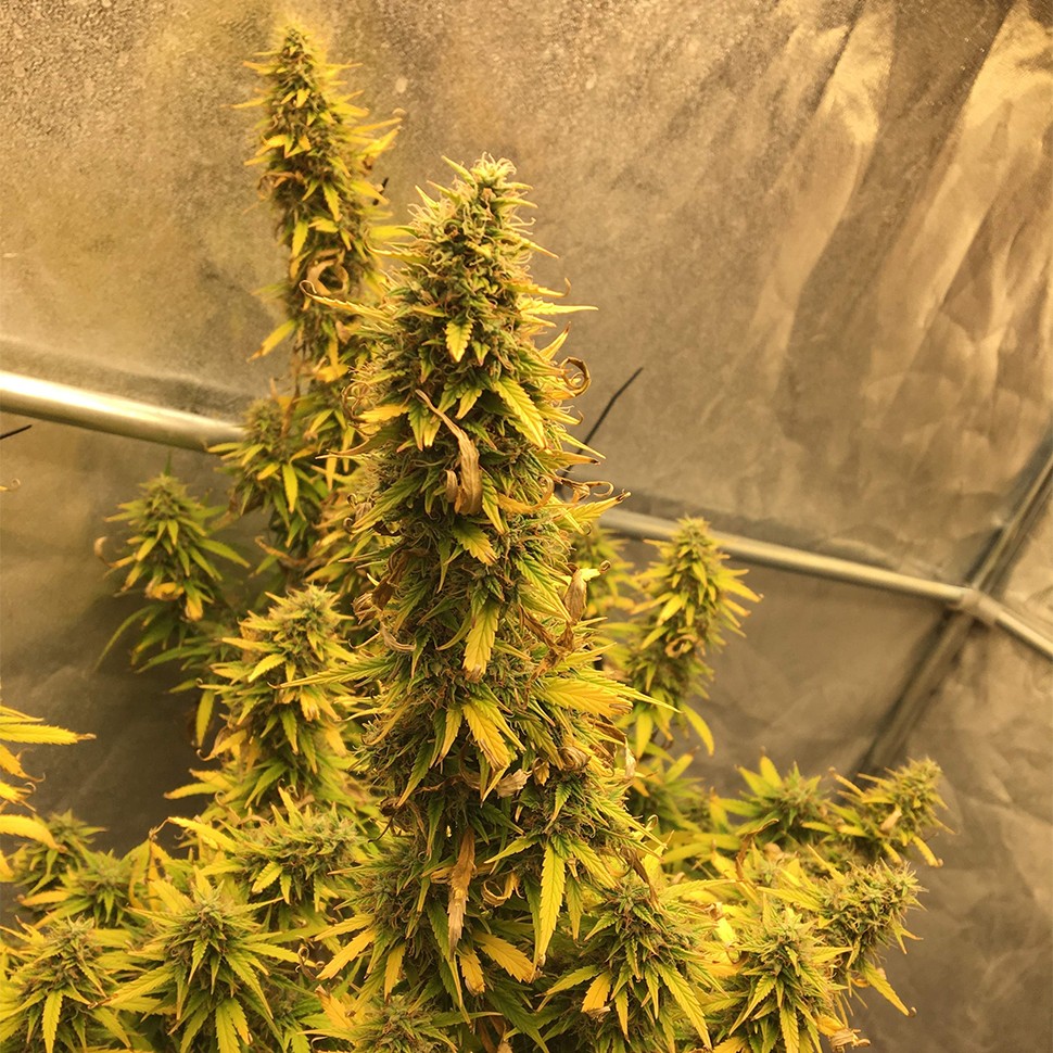 качественные семена конопли Auto Big Bud XXL feminised Ganja Seeds качественные семена конопли Auto Big Bud XXL feminised Ganja Seeds