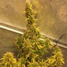 семена конопли в Казахстане Auto Big Bud XXL feminised Ganja Seeds семена конопли в Казахстане Auto Big Bud XXL feminised Ganja Seeds