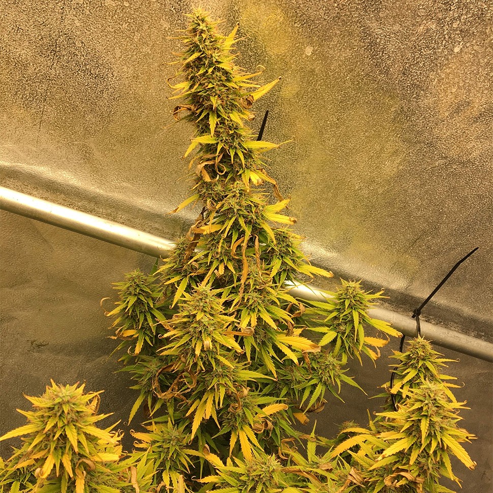 семена конопли в Казахстане Auto Big Bud XXL feminised Ganja Seeds семена конопли в Казахстане Auto Big Bud XXL feminised Ganja Seeds