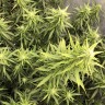семена конопли с доставкой в Казахстане Auto Big Bud XXL feminised Ganja Seeds семена конопли с доставкой в Казахстане Auto Big Bud XXL feminised Ganja Seeds