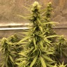 семена конопли недорого Auto Big Bud XXL feminised Ganja Seeds семена конопли недорого Auto Big Bud XXL feminised Ganja Seeds