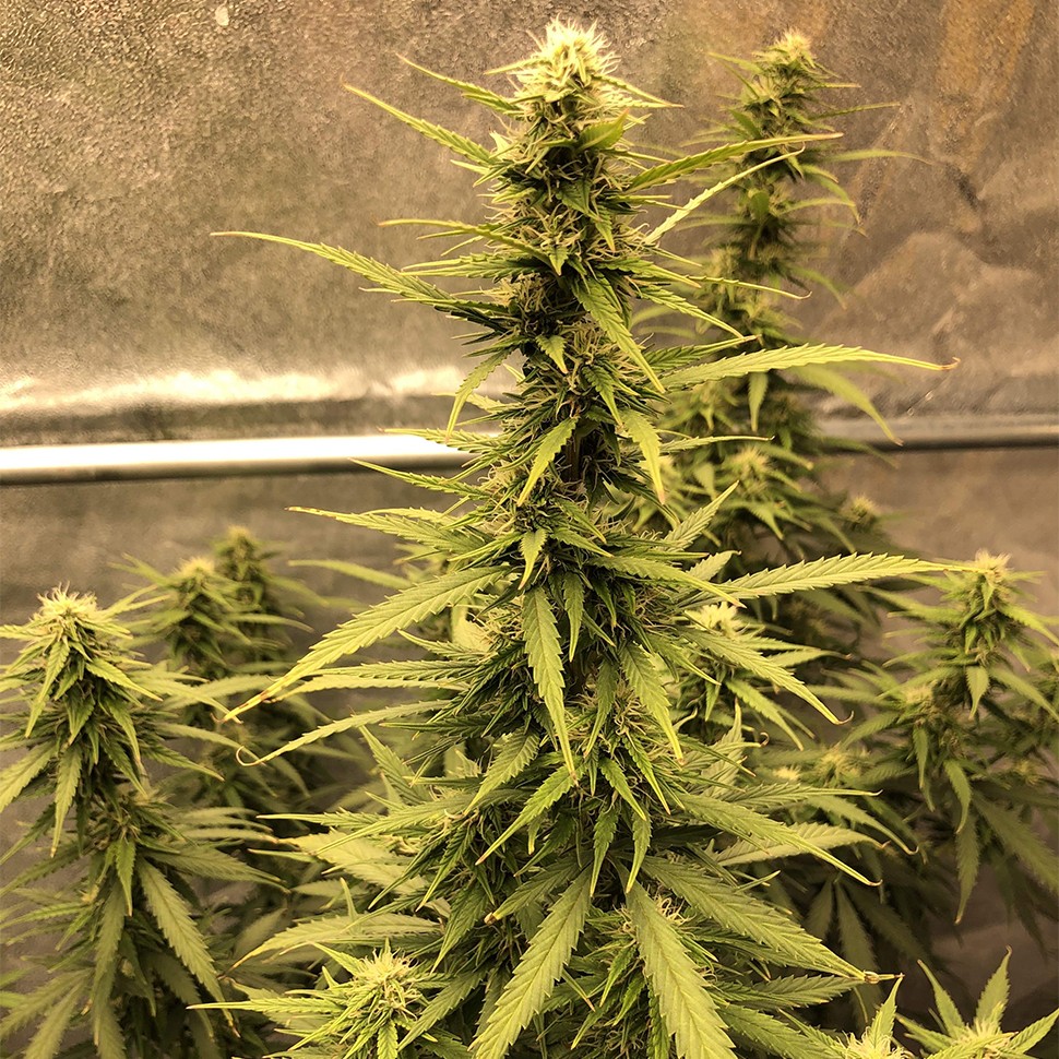семена конопли недорого Auto Big Bud XXL feminised Ganja Seeds семена конопли недорого Auto Big Bud XXL feminised Ganja Seeds