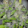 Семена ганжа Big Dutch Bud feminised Ganja Seeds Семена ганжа Big Dutch Bud feminised Ganja Seeds