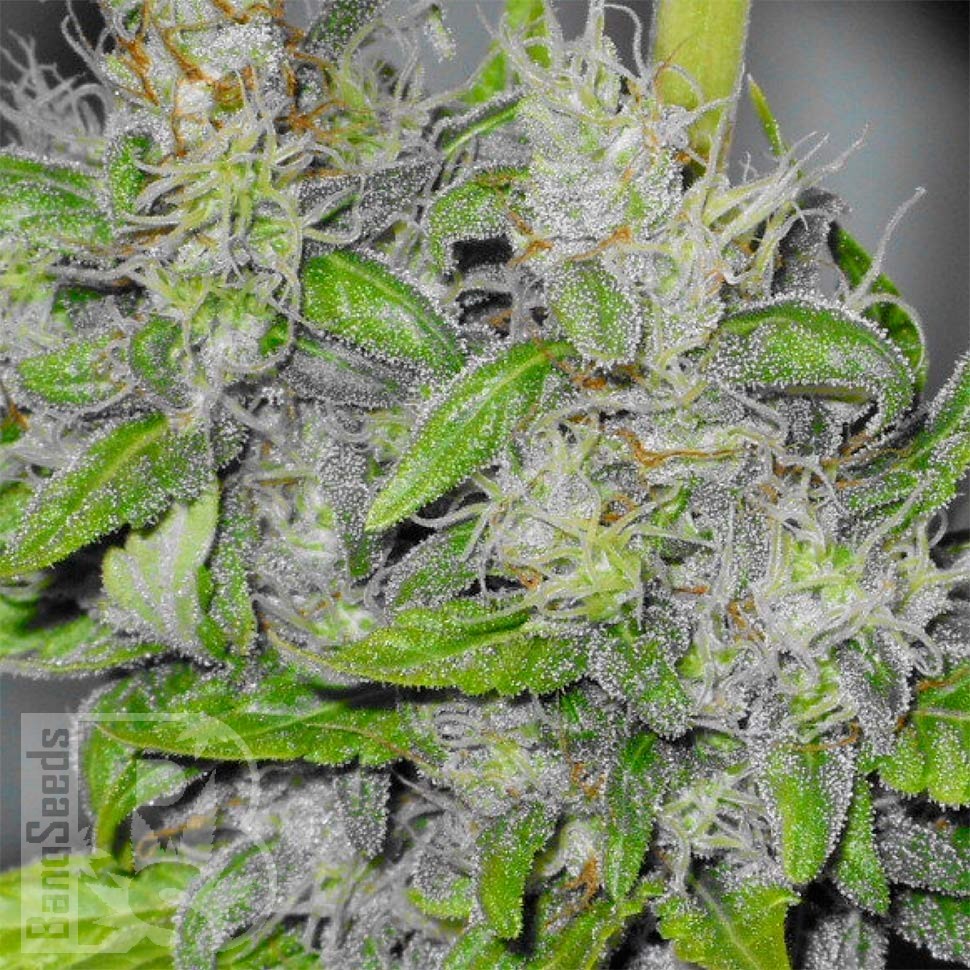 Семена ганжа Big Dutch Bud feminised Ganja Seeds Семена ганжа Big Dutch Bud feminised Ganja Seeds