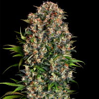 Big Dutch Bud feminised Ganja Seeds