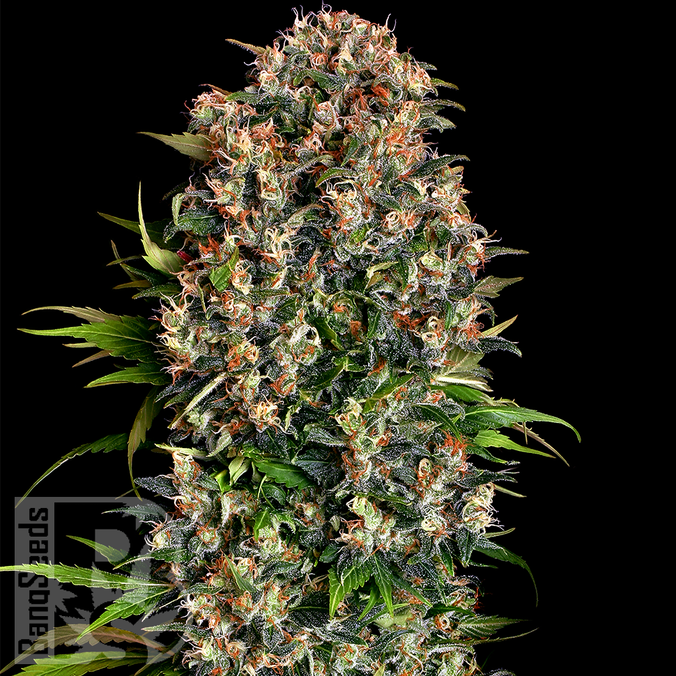 Семена ганжа Big Dutch Bud feminised Ganja Seeds