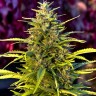 Семена ганжа Orange Bud feminised Ganja Seeds Семена ганжа Orange Bud feminised Ganja Seeds