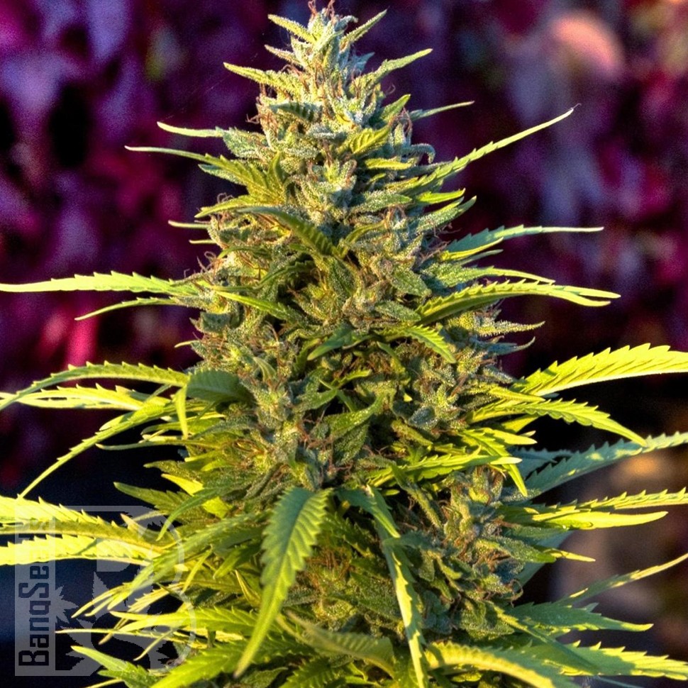 Семена ганжа Orange Bud feminised Ganja Seeds